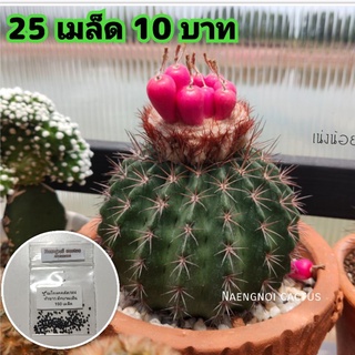 💥10 บาท💥เมล็ดเมโลแคคตัส (รหัส M4) Melocactus hybrid