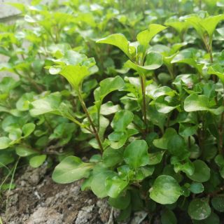 🌿วอเตอร์เครส (Watercress):ส่งแบบรากพร้อมปลูก​ ชุดละ​ 3 ต้น​  ขั้นต่ำ​ 5​ ชุด