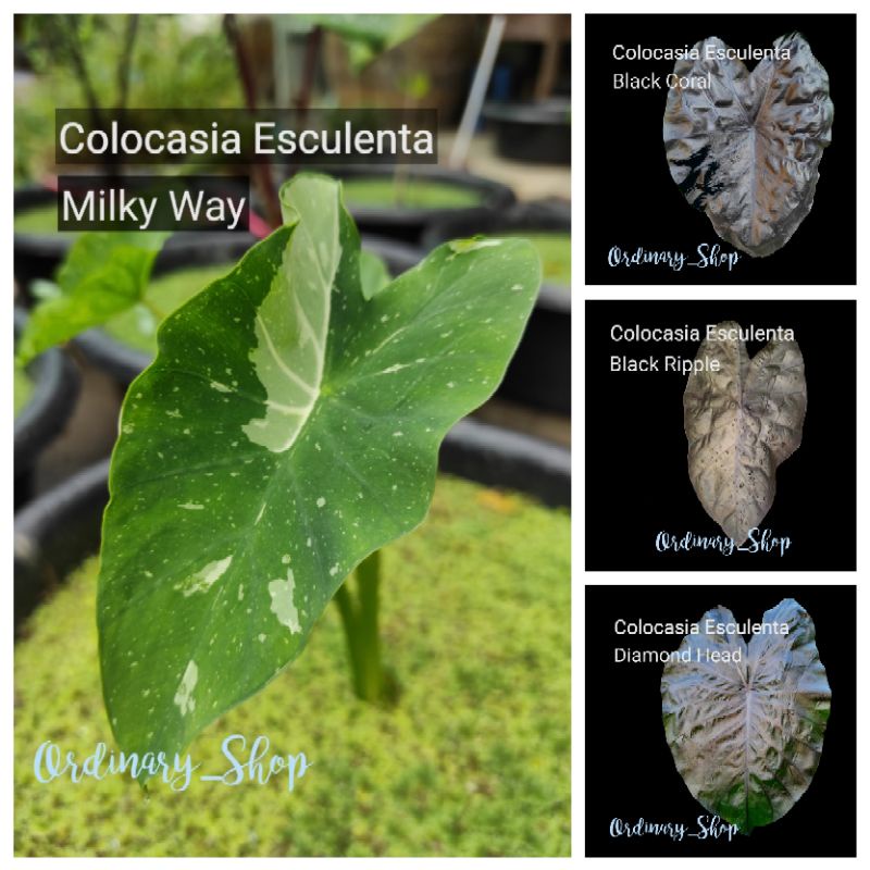 รวมโคโลคาเซีย|Colocasia|black coralแบล็คโครอล|Colocasia yellow splash|Colocasia Milky way|diamond he