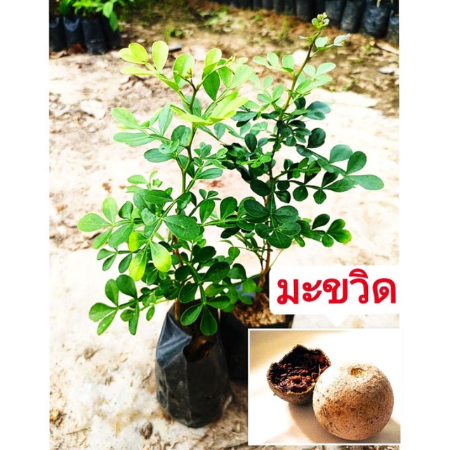 มะขวิด ผลไม้โบราญหายาก มากสรรพคุณ ต้นกล้าเเข็งเเรงพร้อมปลูก