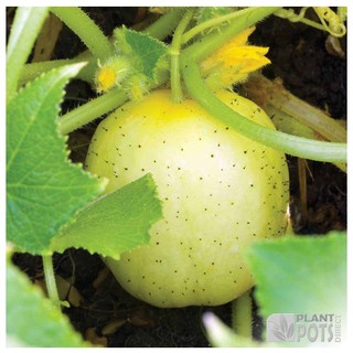 เมล็ด แตงกวาเลม่อน - Lemon Cucumber