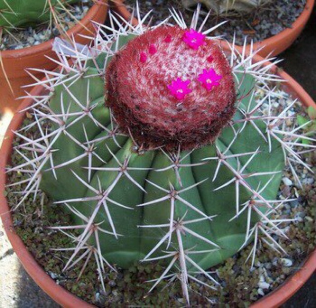 2037. ขายต้น Melocactus Violaceus ครับ