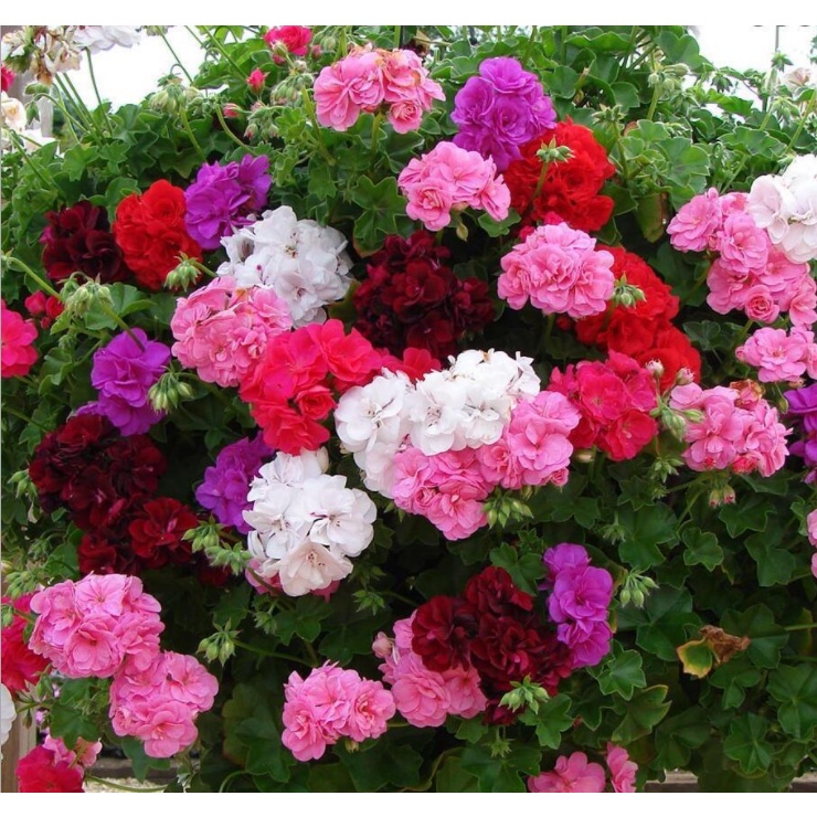 เมล็ดพันธุ์ เจอราเนียม 100 เมล็ด Geranium Mixed flower seeds ต้นไม้มงคล ต้นไม้ฟอกอากาศ ต้นดอกไม้สวยๆ บอนไซ พันธุ์ดอกไม้