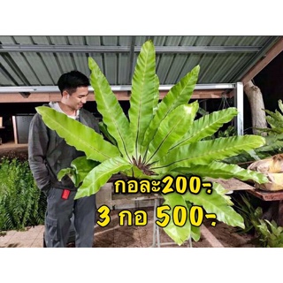 ข้าหลวงกอใหญ่ 200-.  โปร 3กอ500-.