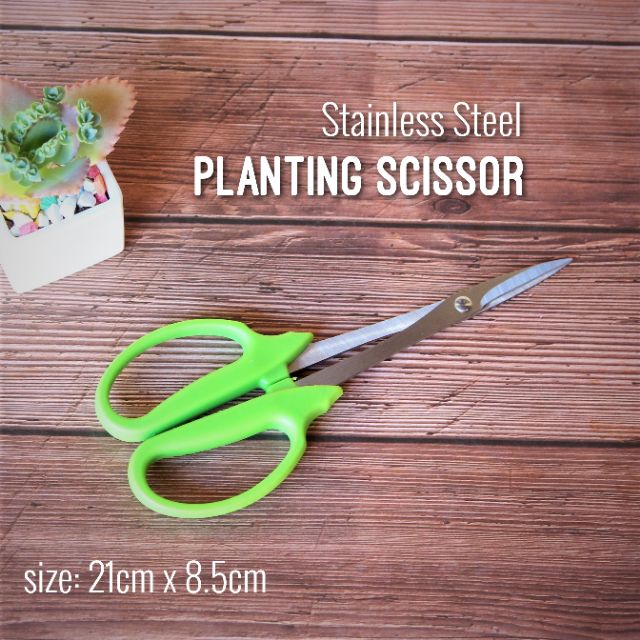Stainless Steel Scissor กรรไกรตัดหน่อกุหลาบหิน 1 ชิ้น G Succulents กุหลาบหินนำเข้า ไม้อวบน้ำ