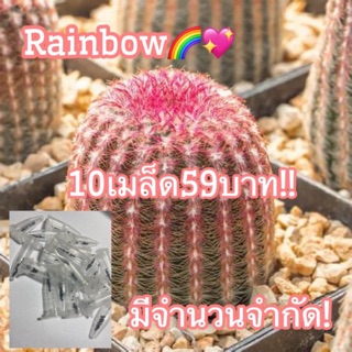 เมล็ด rainbow 🌈💖 10เมล็ด59บาท!!