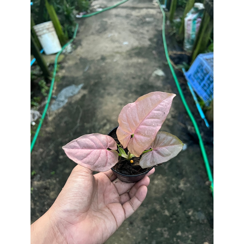 ออมชมพู กระถาง 3 นิ้ว – Pink Syngonium