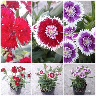 （อัตราการปลูกสูง）พันธุ์เบา พุ่มสวย เมล็ดพันธุ์ ดอกผีเสื้อ(200 Pcs Mix Colour Dianthus Flower Seeds)ดอกผีเสื้อ ไม้ดอกไม้ป