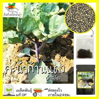 เมล็ดพันธุ์ คะน้าก้านแดง F1 100 เมล็ด Red Chinese Kale F1 seed เมล็ดพันธุ์แท้ นำเข้าจากต่างประเทศ ปลูกผัก สวนครัว