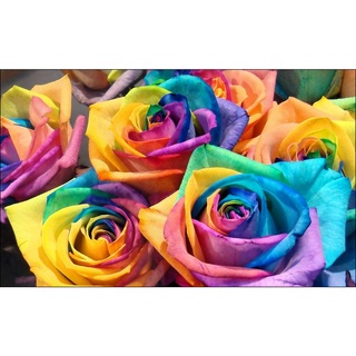 30 เมล็ด ดอกกุหลาบ สีเรนโบว์ พันธุ์ดอกใหญ่ นำเข้า Rose Seeds