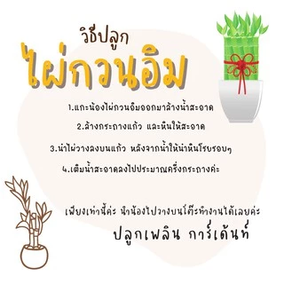 ไผ่กวนอิม เสริมฮวงจุ้ยบ้าน ต้นไผ่กวนอิม ไม้มงคลประดับโต๊ะทำงาน วางบนโต๊ะทำงานได้