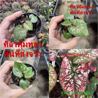 ศิลาหุ้มทอง บอนสี ไม้ผ่าหัว บอนสีตัวเทพ บอนสีราคาส่ง caladium บอนสีไทย