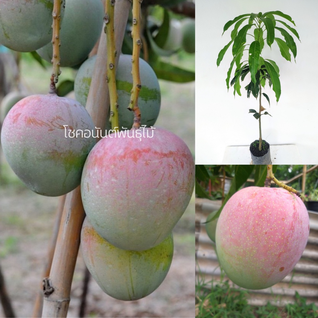 ต้นมะม่วงR2E2 มะม่วงแอปเปิล​ 🥭หรือมะม่วงออสเตรเลีย​พันธุ์​แท้💯 กิ่งเสียบยอด 70-90cm
