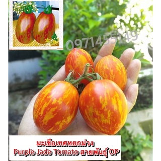 มะเขือเทศหยกม่วง*** Purple Jade Tomato มะเขือเทศสายพันธุ์ใหม่ สายพันธุ์ OP