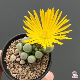 Fenestraria Aurantiaca ( Baby Toes ) ไม้อวบน้ำ กุหลาบหิน Cactus&Succulent หลากหลายสายพันธุ์