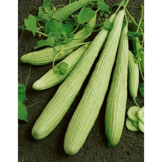 เมล็ด เมล็ดแตงกวายาว - Armenian Yard long Cucumber