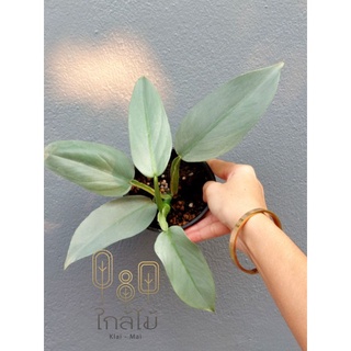 🇹🇭พร้อมส่ง🇹🇭 Philodendron Silver Sword (ฟิโลเดนดรอน ดาบเงิน) 🤺