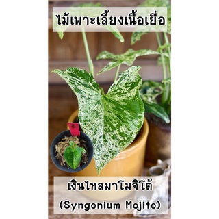 เงินไหลมาโมจิโต้ (Syngonium Mojito Holland) ไม้เพาะเลี้ยงเนื้อเยื่ออนุบาลแล้ว