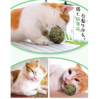 MI CatMint กัญชาแมวแคทนิป XJ88