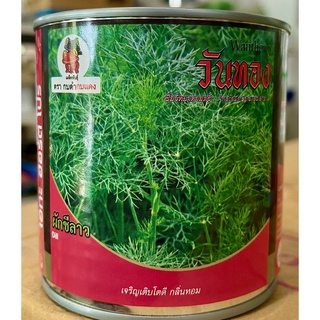 เมล็ดพันธุ์ผักกระป๋อง ผักชีลาว วันทอง กป. 50g เจริญเติบโตดี กลิ่นหอม