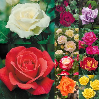 เมล็ดพันธุ์ ดอกกุหลาบ Rose Seeds สีคละสี พันธุ์ดอกใหญ่ นำเข้า 30 เมล็ด