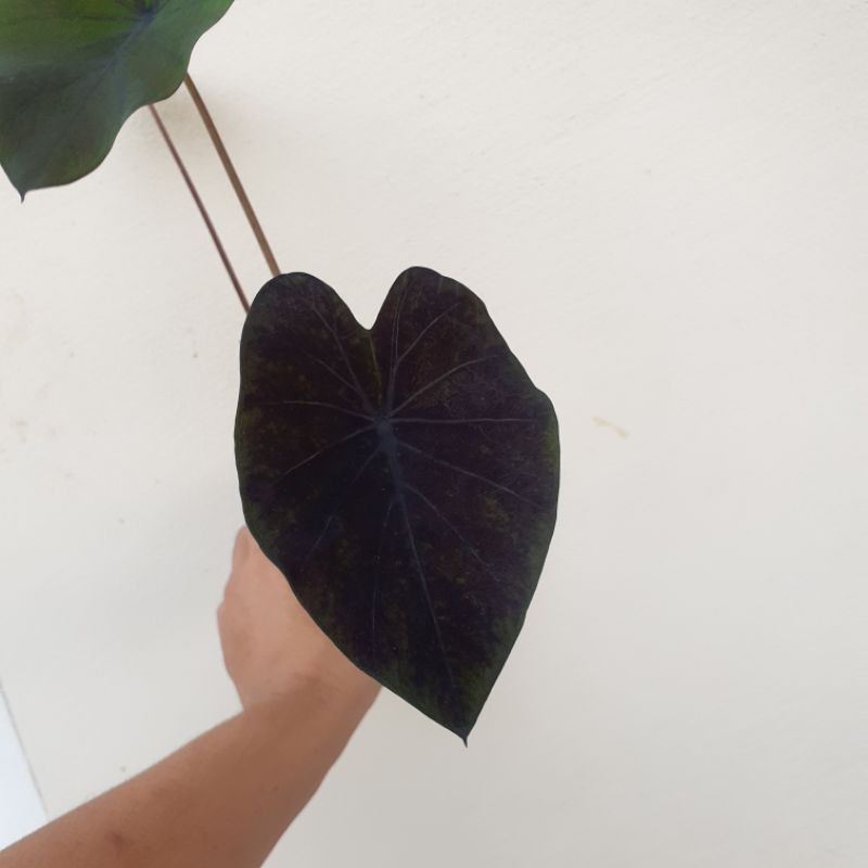 colocasia Black runner