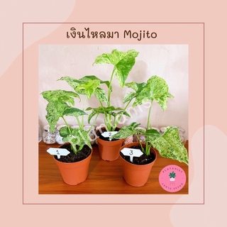 เงินไหลมาด่าง “โมจิโต้” Holland (ลายสวย)- Syngonium Variegated “Mojito” ลายชัด ด่างเทพ ต้นใหญ่