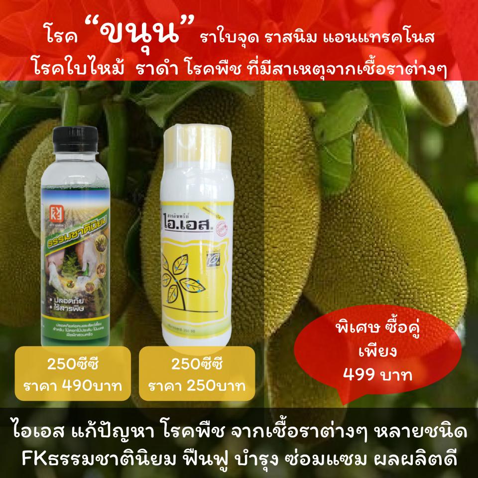 ขนุนใบไหม้ ราสนิมขนุน ราดำในขนุน โรครา ขนุน โรคราต่างๆ ใช้ ไอเอส + FKธรรมชาตินิยม