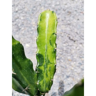 5- ตอสามเหลี่ยม​ด่าง​ ตัด​สด​ 1 ตอ ###### Cactus แคคตัส กระบองเพชร ไม้อวบน้ำ ไม้กราฟ ราคาถูก​