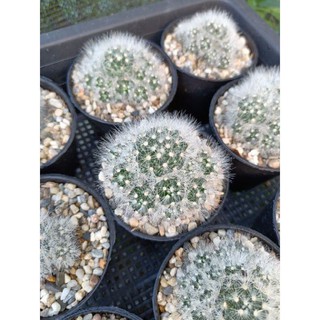 แมมเลาอ้าย แมมลาวอ้าย mammillaria laui