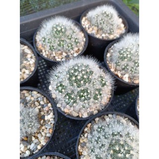 แมมเลาอ้าย แมมลาวอ้าย mammillaria laui