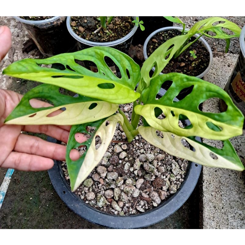 #พลูฉลุด่างเหลืองยักษ์ monstera adansonii variegated