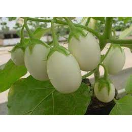 ต้นกล้า มะเขือไข่เต่าขาว   พร้อมปลูก   กล้าละ 10บาท