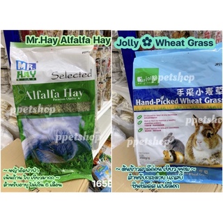 หญ้ากระต่าย 🌼 Jolly Wheat Grass , Mr.Hay Alfalfa หญ้าวีทกลาส หญ้าอัลฟาฟ่า เขียว หอม