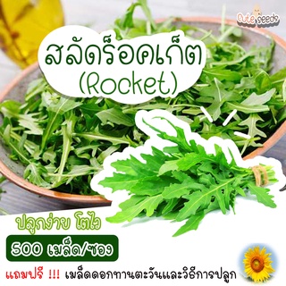 เมล็ดพันธุ์สลัดร็อคเก็ต 500 เมล็ด อัตราการงอก95% ปลูกง่าย โตไว (แถมฟรี เมล็ดผักทุกออเดอร์)