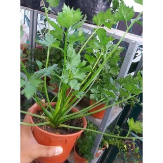 Daun Sup / Daun Sadri / Green Celery 1.0gram ( 2400 biji benih )