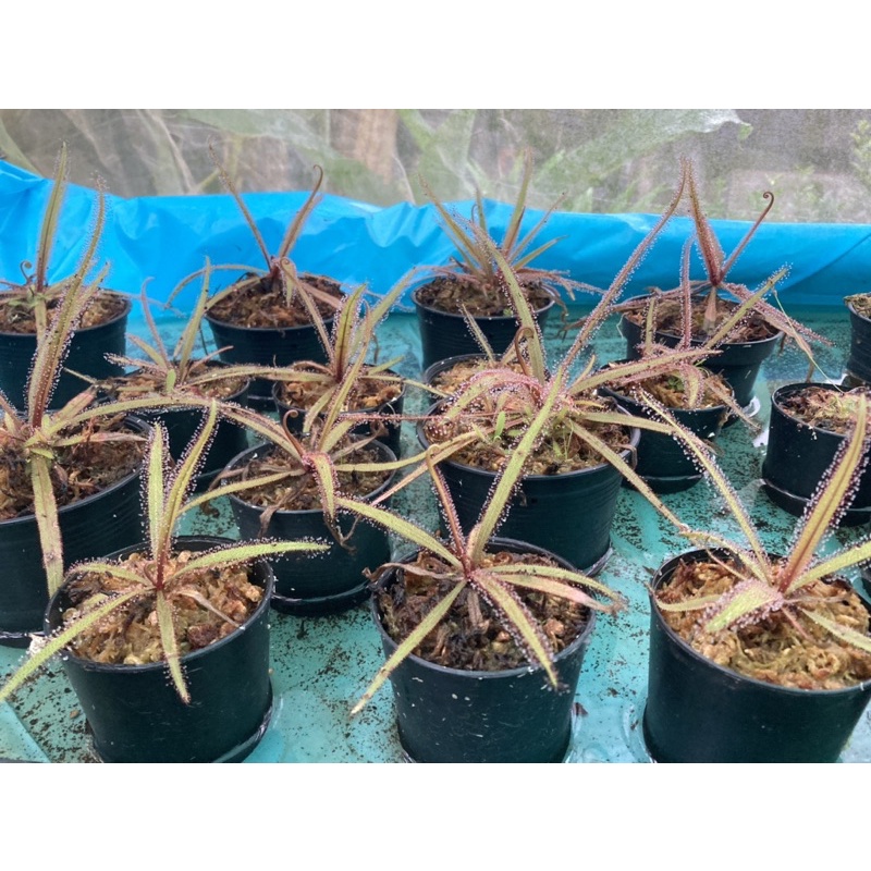 ต้นหยาดน้ำค้างนิวซีแลนด์ #พืชกินแมลง #plant #ไม้หายาก # - รูปที่ 3