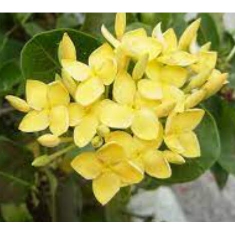 ต้นเข็มใหญ่ ดอกสีเหลือง ต้นเข็มเหลือง กระถาง 6 นิ้ว สูง 15 - 25 ซ.ม. ดอกสวยมาก