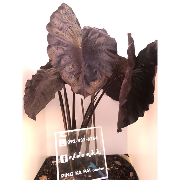 บอนcolocasia  black coral