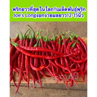 พริกยาวที่สุดในโลก!!เมล็ดพันธุ์พริก Joes Long🎈งอกง่าย🌱ผลยาว12-15นิ้วบรรจุ50-60เมล็ด