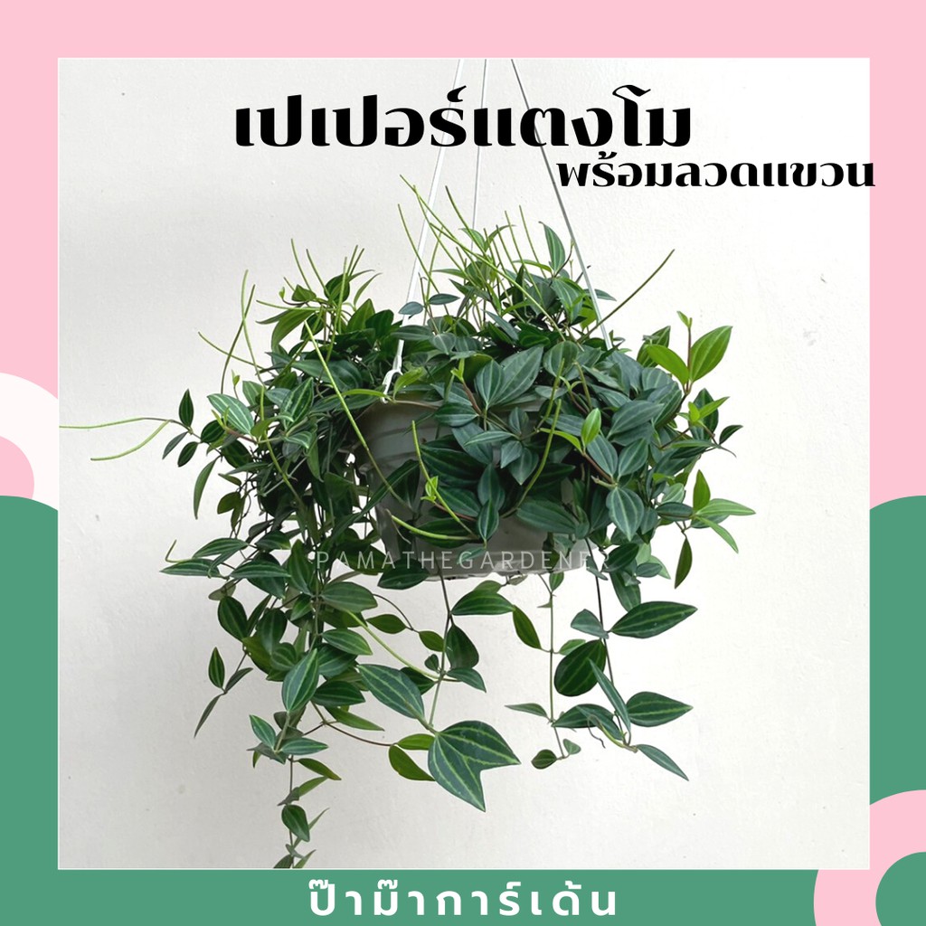 มุมมอง 5