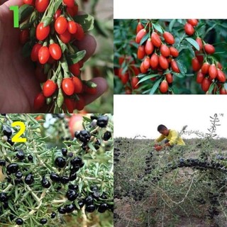 เมล็ดพันธุ์ โกจิเบอร์รี่ (Goji Berry) มีให้เลือก 2 แบบ ค่ะ