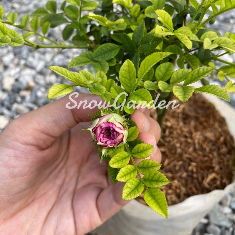 กุหลาบ🌹 Roxburghiii ใบมะขาม ดอกแปลกตา เลี้ยงง่ายทน✨พุ่มสวยมีกลิ่นหอม - รูปที่ 4