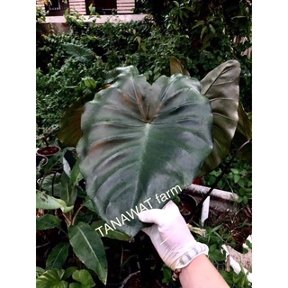 Colocasia fontenesii  alocasia colocasia บอนฟอนเต้