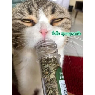 BN-022 ผงแคทนิปชนิดหลอด (Catnip) – กัญชาแมวเกรดพรีเมี่ยม Cat Mint Natural Organic Premium – ชนิดแห้ง บรรจุหลอด ใช้งานสะ