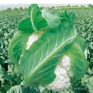 （อัตราการปลูกสูง）บอนสี เมล็ดพันธุ์ กะหล่ำดอก Cauliflower Seeds 200 เมล็ด บอนสีหายาก เมล็ดดอกไม้ บอนสีสวยๆ ต้นไม้มงคล หญ้