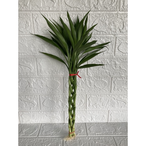 ไผ่กวนอิมเศรษฐีเปีย5ต้นมีราก ใบเล็กเรียวแหลมตั้งสวย(สูง40-45cm) เลี้ยงง่ายมีรากแล้ว เลี้ยงในร่มได้ทั้งดินและน้ำ