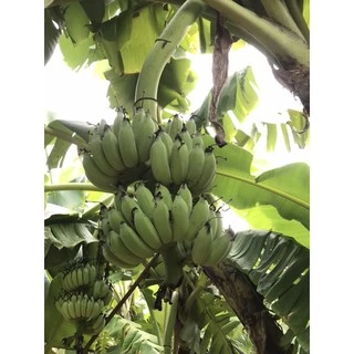 กล้วยน้ำว้า ปลอดสาร เมืองเพชร (ตัดสด พร้อมส่ง ตามออเดอร์) 🍌เริ่มต้น หวีละ 35บ.