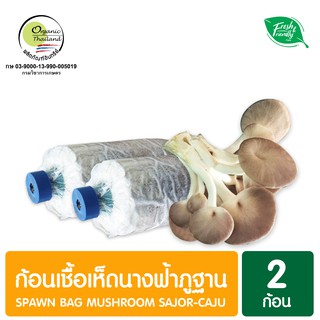 ก้อนเชื้อเห็ดนางฟ้าภูฐาน แพ็ค 2 ก้อน Spawn Bag Mushroom Sajor-caju