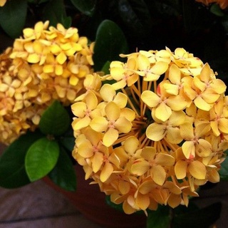 20 เมล็ด เมล็ดไฮเดรนเจีย Hydrangea Seeds สีเหลือง ไฮเดรนเยียสายพันธุ์ฝรั่งเศส